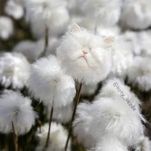 Meet your Posher, Sally